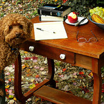 dog_at_writing_table_social_media_advice_for_nonprofit_board